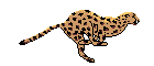 leopard.gif (7232 octets)